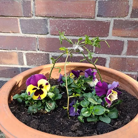 Apartment Magic Crystal